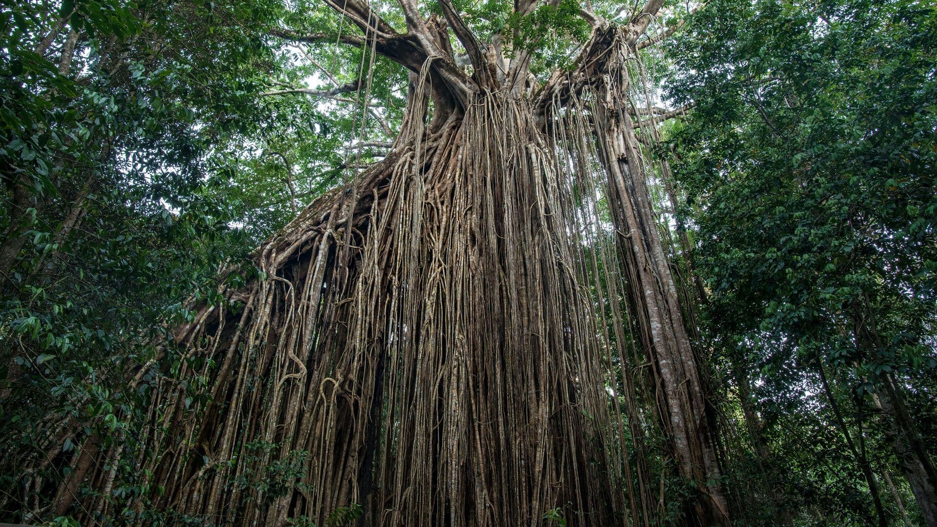 From Monolith to Microservices Using The Strangler Fig Pattern
