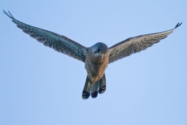 High Performance Networking in .NET with Kestrel and YARP